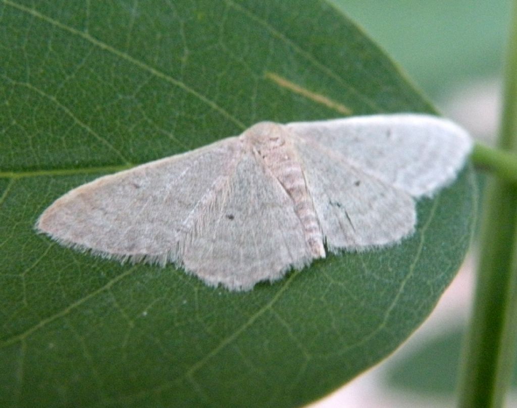 Idaea distinctaria?